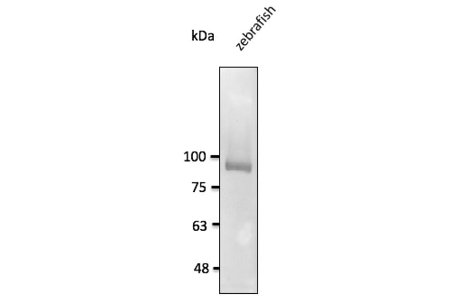 Western Blot - Anti-CDH11 Antibody (AB0138) - Antibodies.com