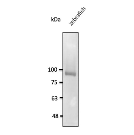 Western Blot - Anti-CDH11 Antibody (AB0138) - Antibodies.com