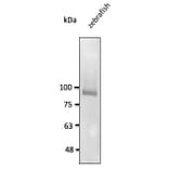 Western Blot - Anti-CDH11 Antibody (AB0138) - Antibodies.com