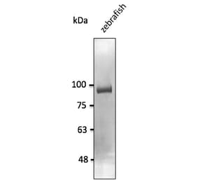 Western Blot - Anti-CDH11 Antibody (AB0139) - Antibodies.com