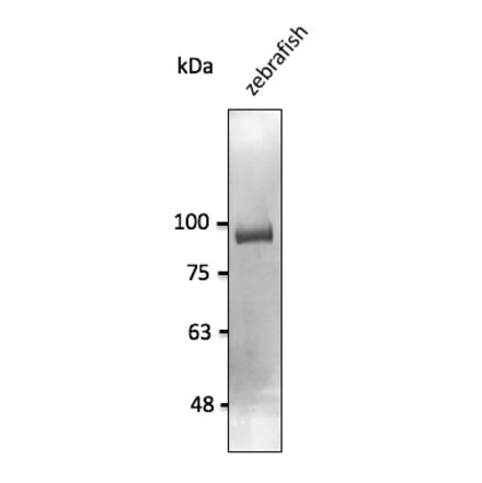 Western Blot - Anti-CDH11 Antibody (AB0139) - Antibodies.com