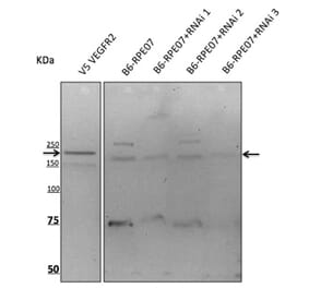 Western Blot - Anti-VEGFR2 Antibody (AB0142) - Antibodies.com