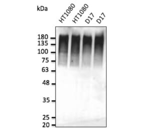 Western Blot - Anti-Ubiquitin Antibody (AB0144) - Antibodies.com