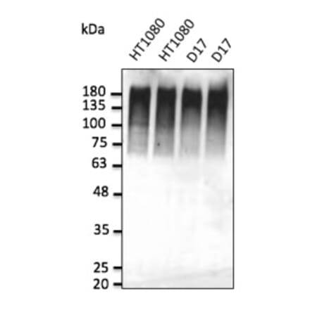 Western Blot - Anti-Ubiquitin Antibody (AB0144) - Antibodies.com