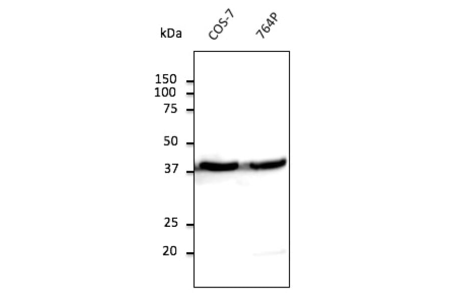 Western Blot - Anti-beta Actin Antibody (AB0145) - Antibodies.com