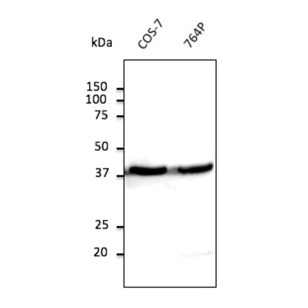 Western Blot - Anti-beta Actin Antibody (AB0145) - Antibodies.com