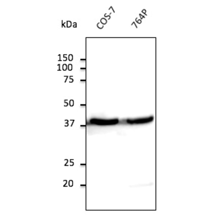 Western Blot - Anti-beta Actin Antibody (AB0145) - Antibodies.com