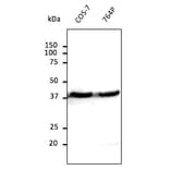 Western Blot - Anti-beta Actin Antibody (AB0145) - Antibodies.com
