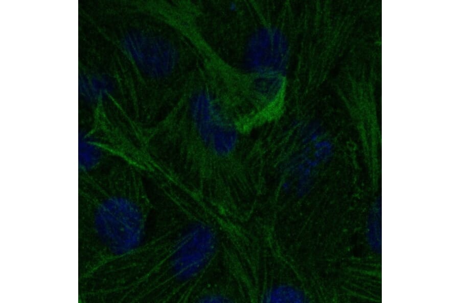 Immunoflouroscence - Anti-beta Actin Antibody (AB0145) - Antibodies.com