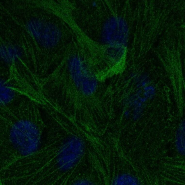 Immunoflouroscence - Anti-beta Actin Antibody (AB0145) - Antibodies.com