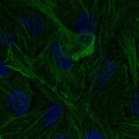 Immunoflouroscence - Anti-beta Actin Antibody (AB0145) - Antibodies.com