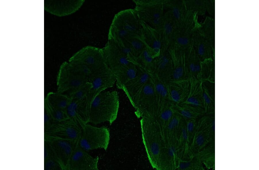 Immunoflouroscence - Anti-beta Actin Antibody (AB0145) - Antibodies.com