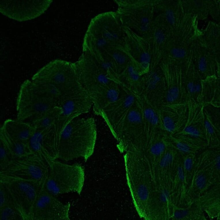Immunoflouroscence - Anti-beta Actin Antibody (AB0145) - Antibodies.com