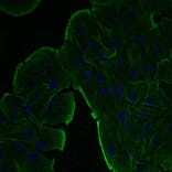 Immunoflouroscence - Anti-beta Actin Antibody (AB0145) - Antibodies.com