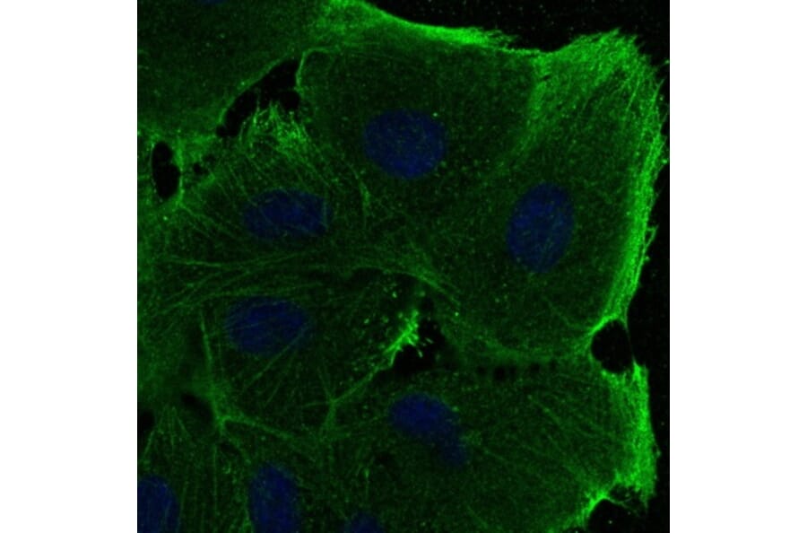 Immunoflouroscence - Anti-beta Actin Antibody (AB0145) - Antibodies.com