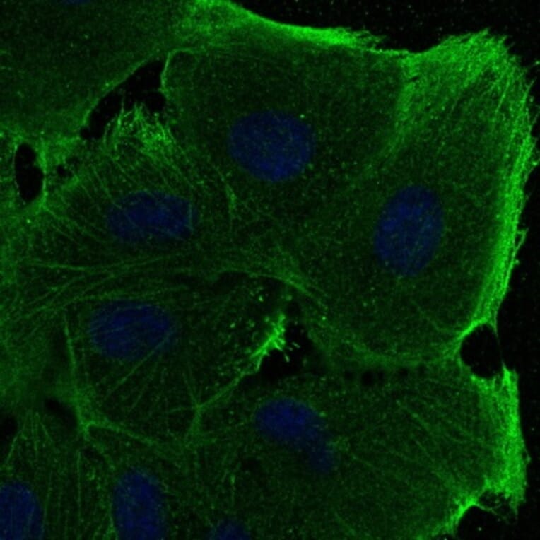 Immunoflouroscence - Anti-beta Actin Antibody (AB0145) - Antibodies.com