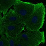 Immunoflouroscence - Anti-beta Actin Antibody (AB0145) - Antibodies.com