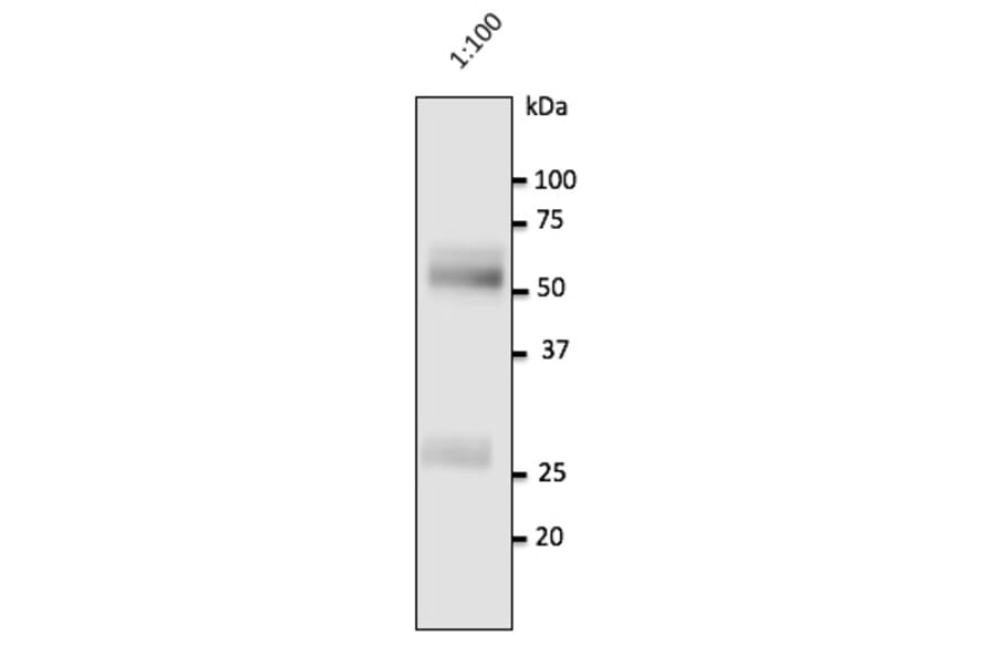 Western Blot - Anti-Human IgG Antibody (AB0147) - Antibodies.com