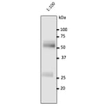 Western Blot - Anti-Human IgG Antibody (AB0147) - Antibodies.com