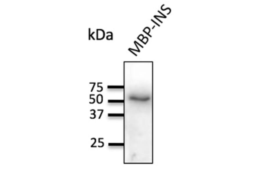 Western Blot - Anti-Insulin Antibody (AB0159) - Antibodies.com