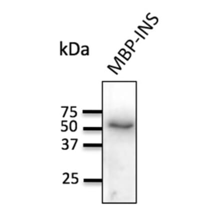 Western Blot - Anti-Insulin Antibody (AB0159) - Antibodies.com