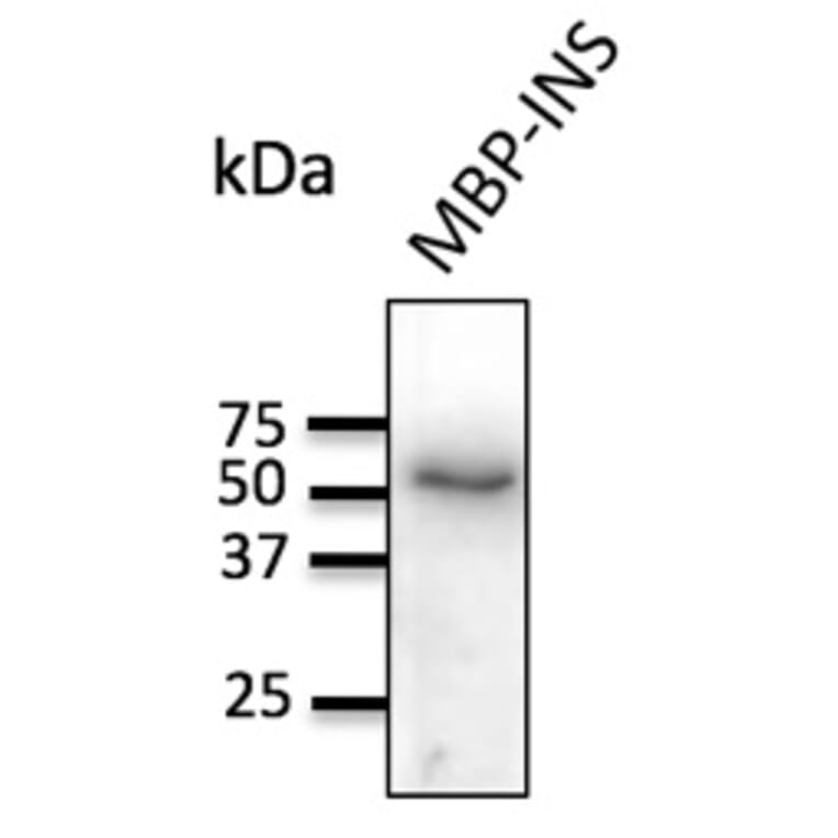 Western Blot - Anti-Insulin Antibody (AB0159) - Antibodies.com
