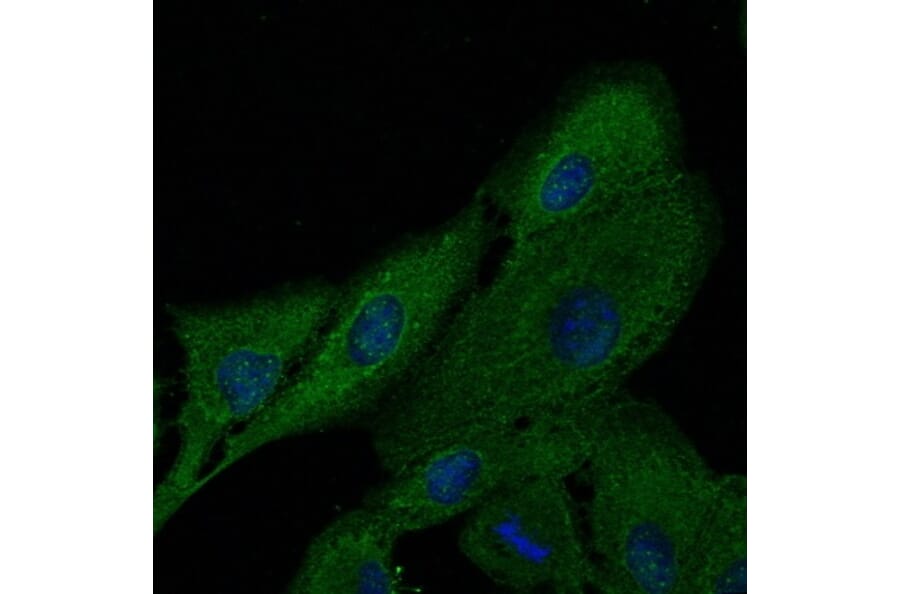 Immunoflouroscence - Anti-FTCD Antibody (AB0160) - Antibodies.com