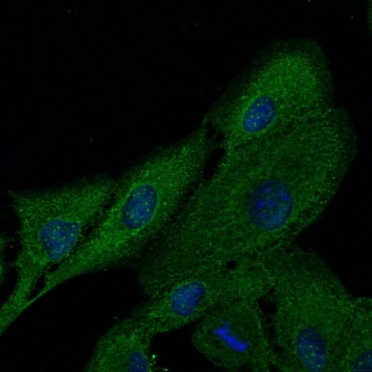 Immunoflouroscence - Anti-FTCD Antibody (AB0160) - Antibodies.com