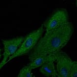 Immunoflouroscence - Anti-FTCD Antibody (AB0160) - Antibodies.com