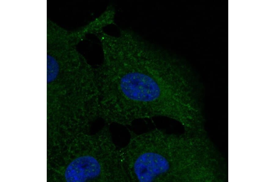Immunoflouroscence - Anti-FTCD Antibody (AB0160) - Antibodies.com