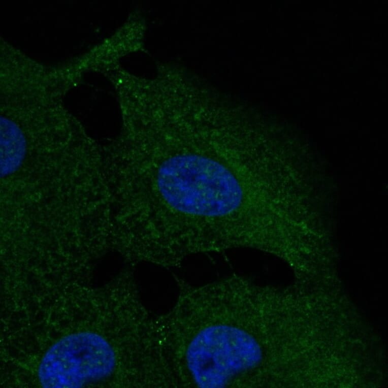 Immunoflouroscence - Anti-FTCD Antibody (AB0160) - Antibodies.com