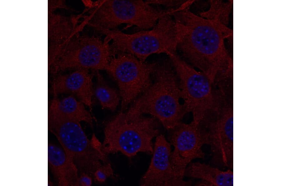 Immunoflouroscence - Anti-FTCD Antibody (AB0160) - Antibodies.com