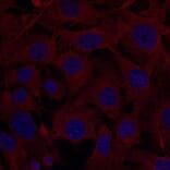 Immunoflouroscence - Anti-FTCD Antibody (AB0160) - Antibodies.com