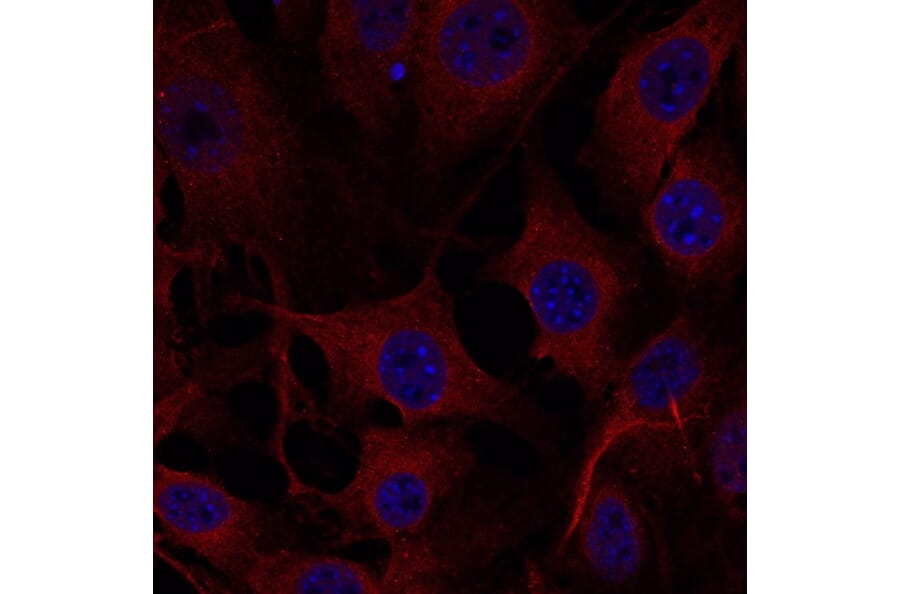 Immunoflouroscence - Anti-FTCD Antibody (AB0160) - Antibodies.com