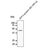 Western Blot - Anti-MERSC-CoV Spike Protein Antibody (AB0161) - Antibodies.com