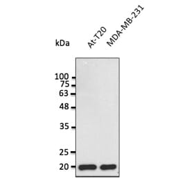 Western Blot - Anti-BAX Antibody (AB0164) - Antibodies.com
