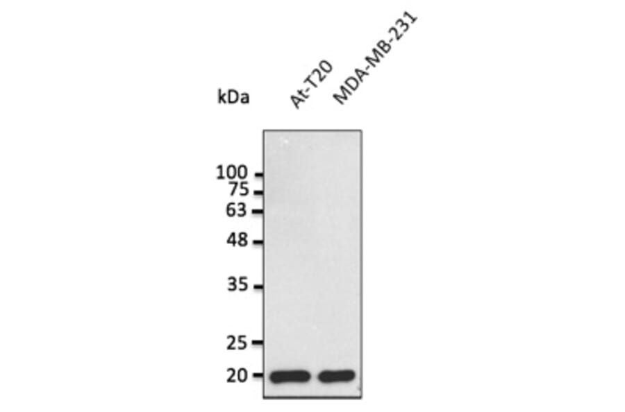 Western Blot - Anti-BAX Antibody (AB0164) - Antibodies.com