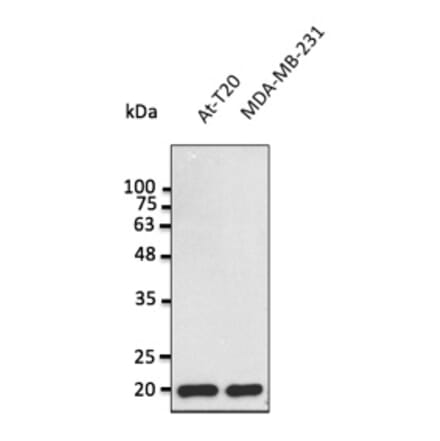 Western Blot - Anti-BAX Antibody (AB0164) - Antibodies.com