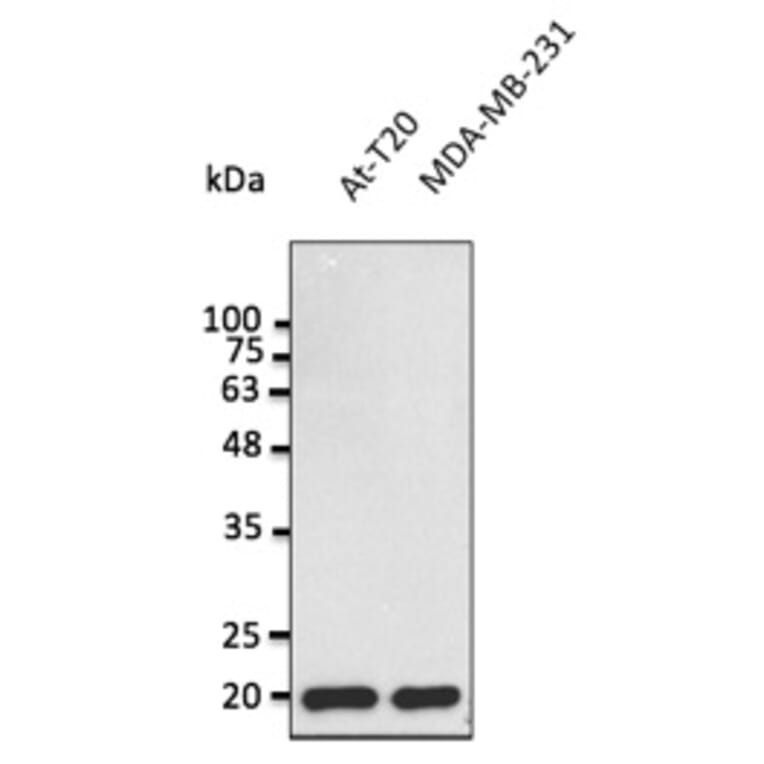 Western Blot - Anti-BAX Antibody (AB0164) - Antibodies.com