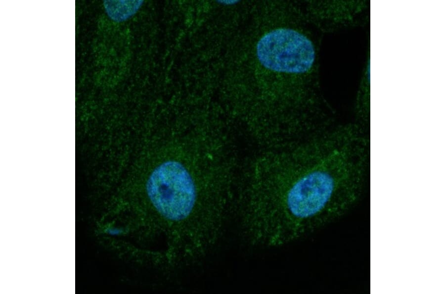 Immunoflouroscence - Anti-BAX Antibody (AB0164) - Antibodies.com