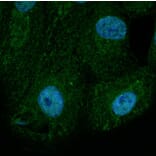 Immunoflouroscence - Anti-BAX Antibody (AB0164) - Antibodies.com