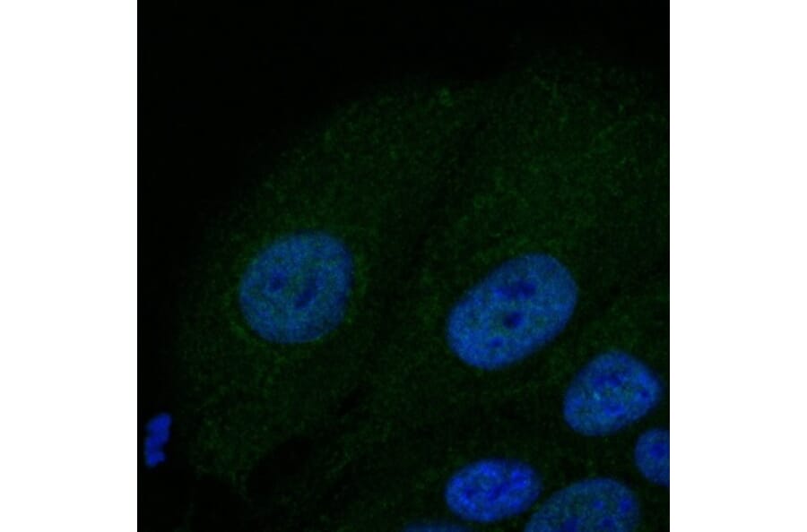 Immunoflouroscence - Anti-BAX Antibody (AB0164) - Antibodies.com
