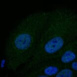 Immunoflouroscence - Anti-BAX Antibody (AB0164) - Antibodies.com