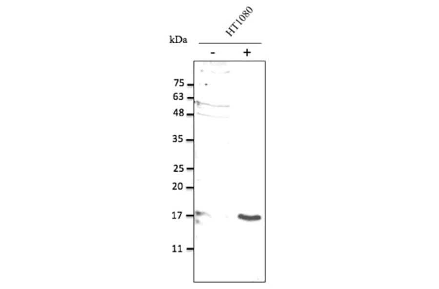 Western Blot - Anti-IL10 Antibody (AB0173) - Antibodies.com