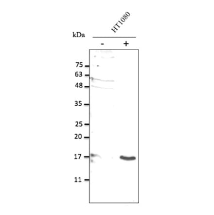 Western Blot - Anti-IL10 Antibody (AB0173) - Antibodies.com