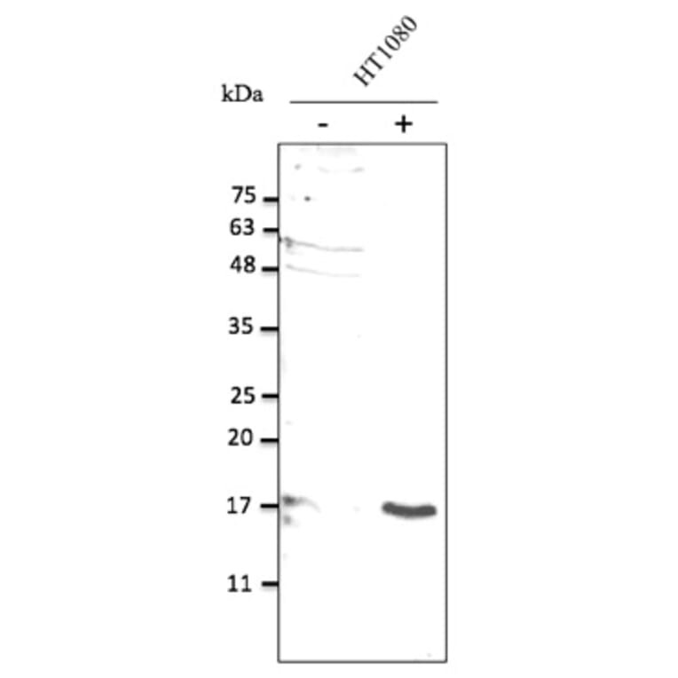 Western Blot - Anti-IL10 Antibody (AB0173) - Antibodies.com