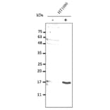 Western Blot - Anti-IL10 Antibody (AB0173) - Antibodies.com