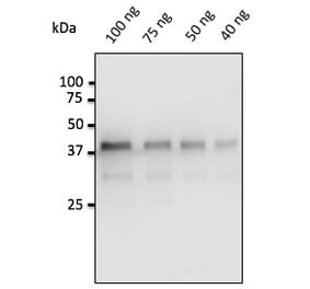 Western Blot - Anti-Pepsin Antibody (AB0197) - Antibodies.com