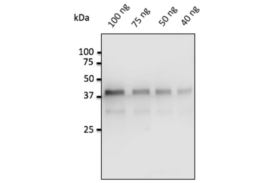 Western Blot - Anti-Pepsin Antibody (AB0197) - Antibodies.com