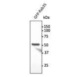 Western Blot - Anti-RAB35 Antibody (AB0198) - Antibodies.com